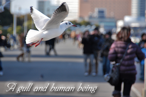 A gull and human being.jpg