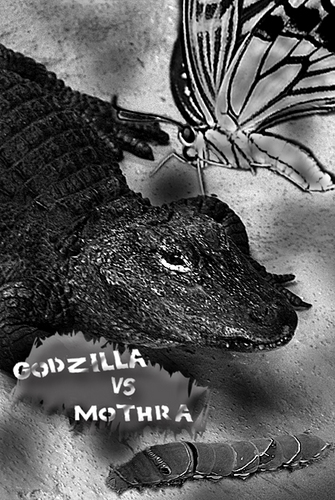 Godzilla vs Mothra.jpg