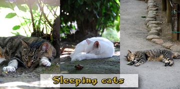 Sleeping cats.jpg