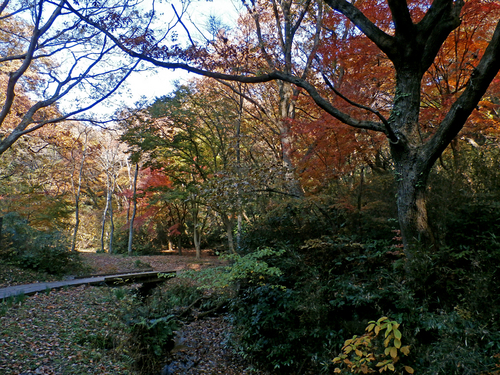 Woods-of-autumnal-leaves.jpg