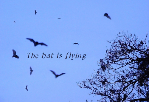 bat is flying.jpg