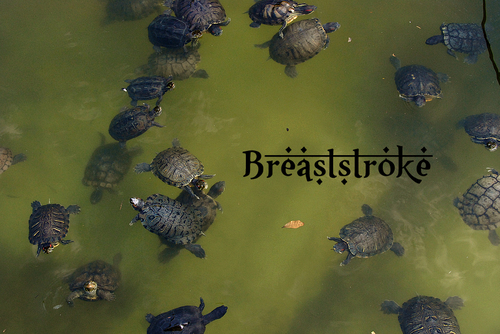 breaststroke.jpg